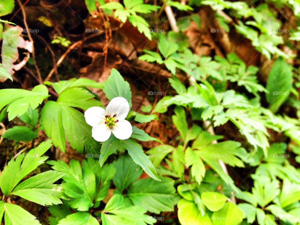 flowers