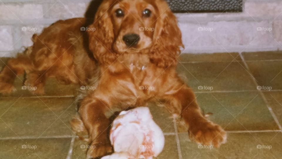 Cocker Spaniel