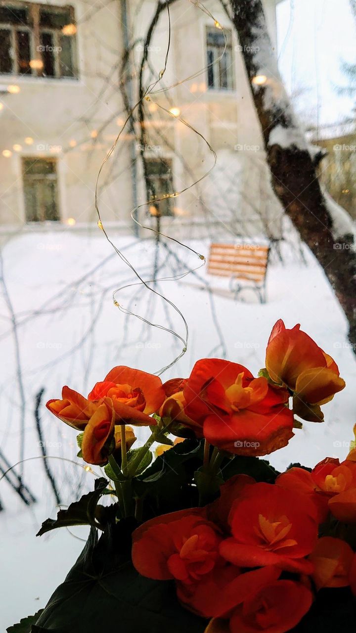 Winter time ❄️🌸View from the window❄️🌸 Plants ❄️🌸 Urban ❄️🌸 Cozy vibe ❄️🌸