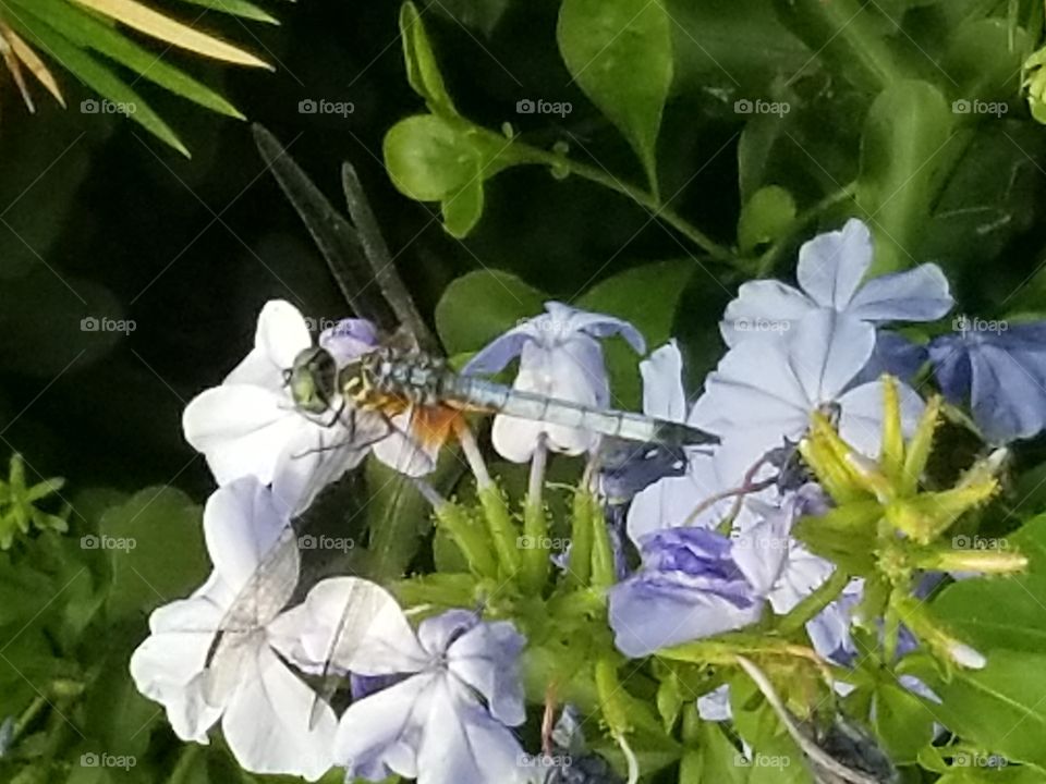 Dragonfly and Flowers