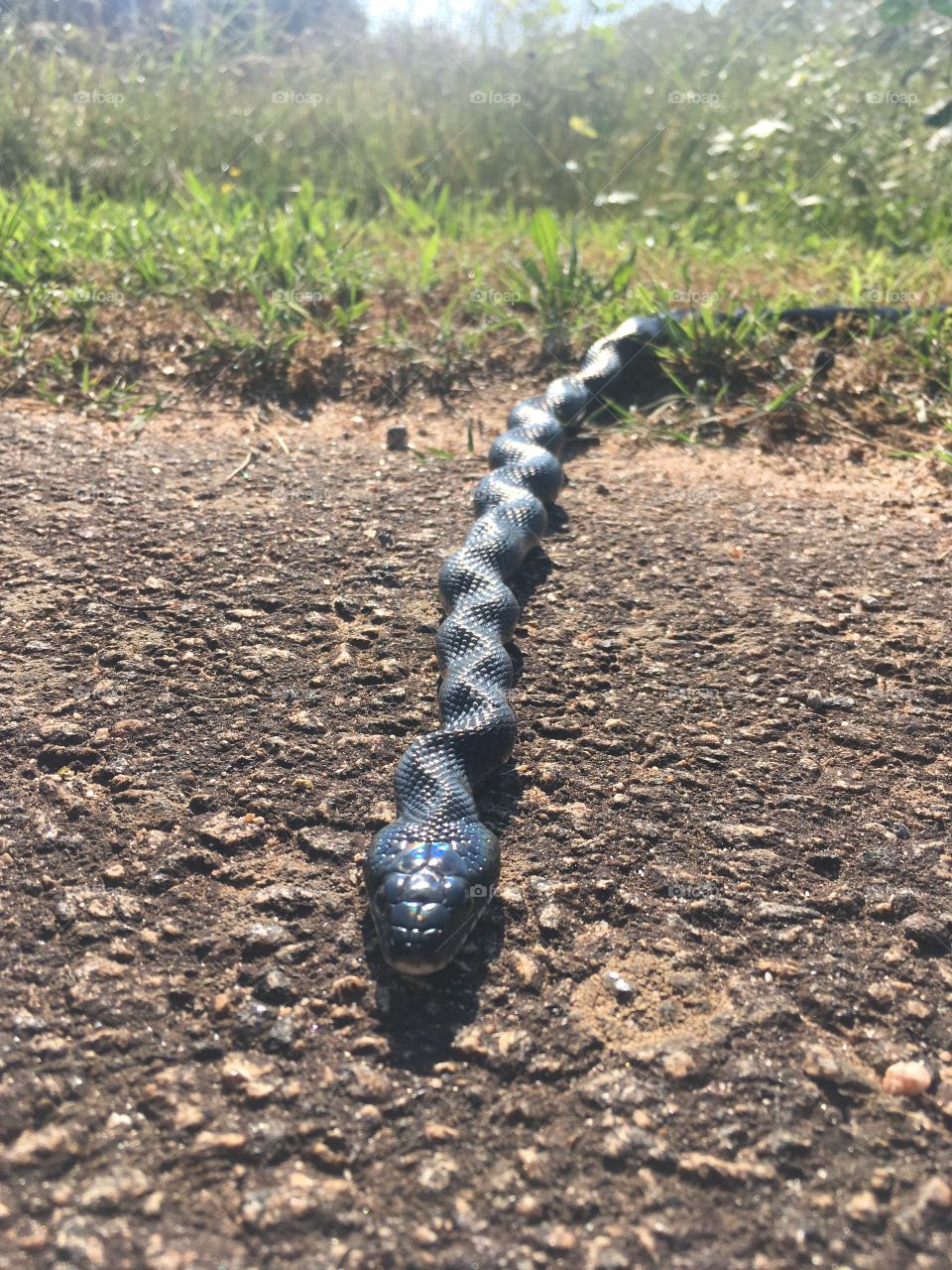 Sunbathing snake 