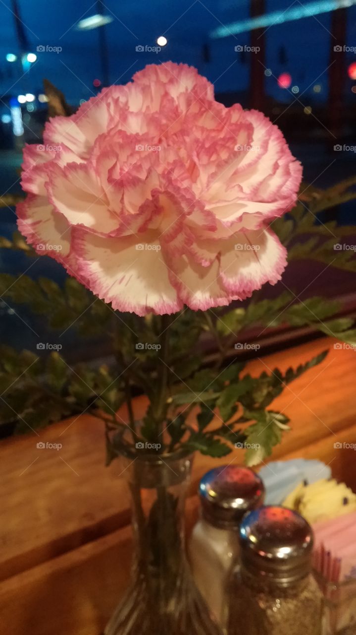 carnation. at the table 