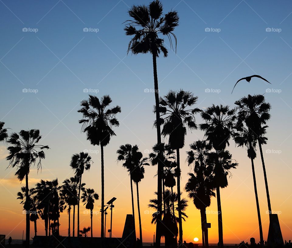 Venice Beach, CA at sunset