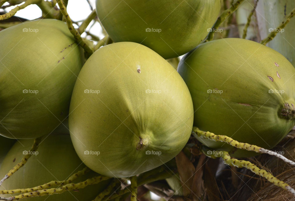 Closeup of Coconut