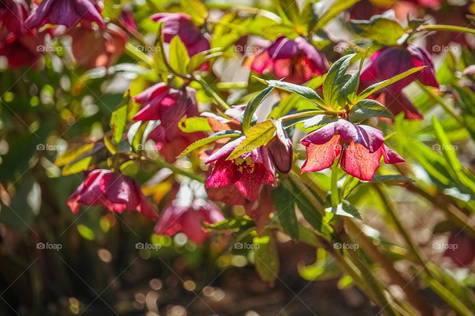 Spring purple flowers