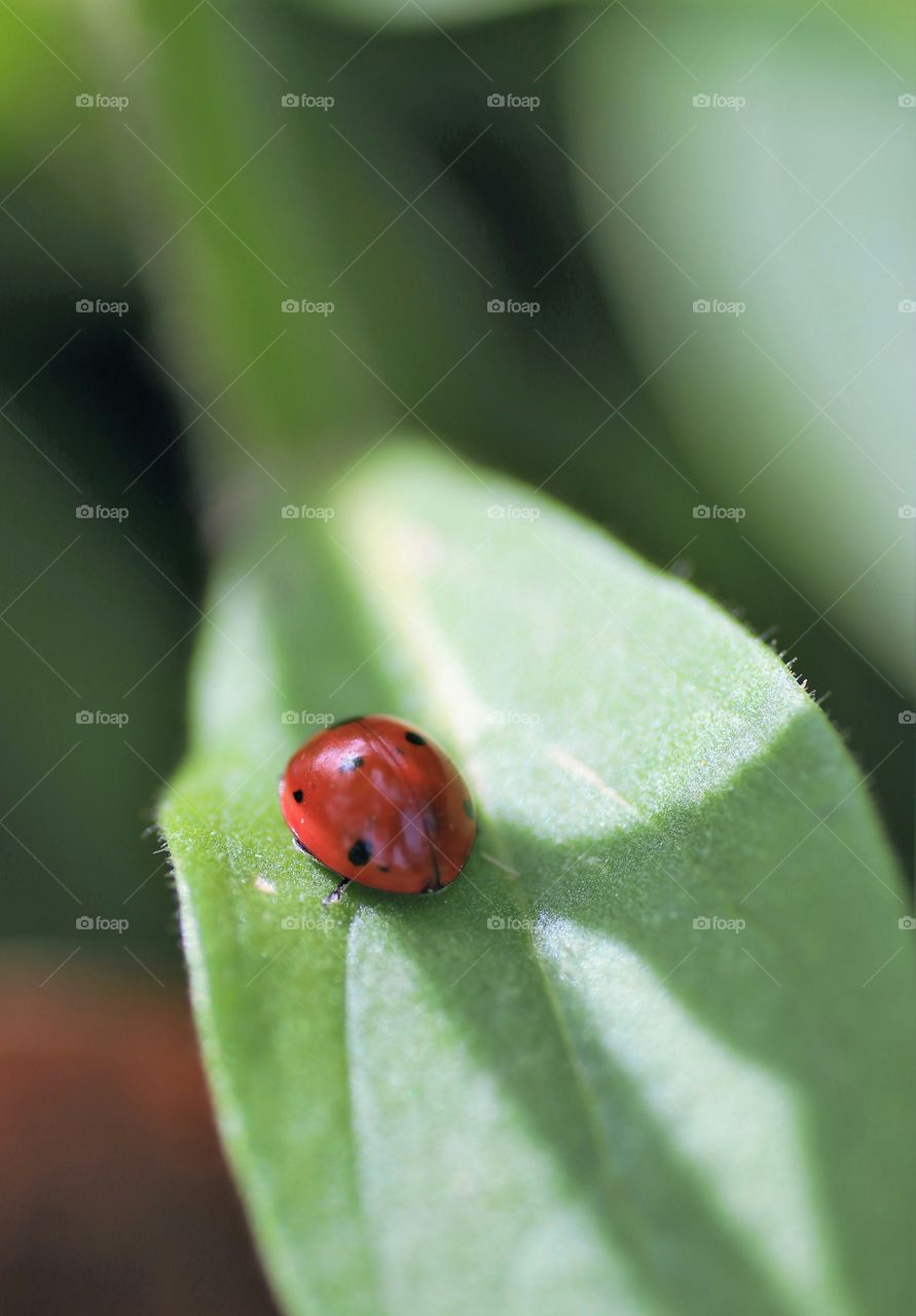 ladybird closeup