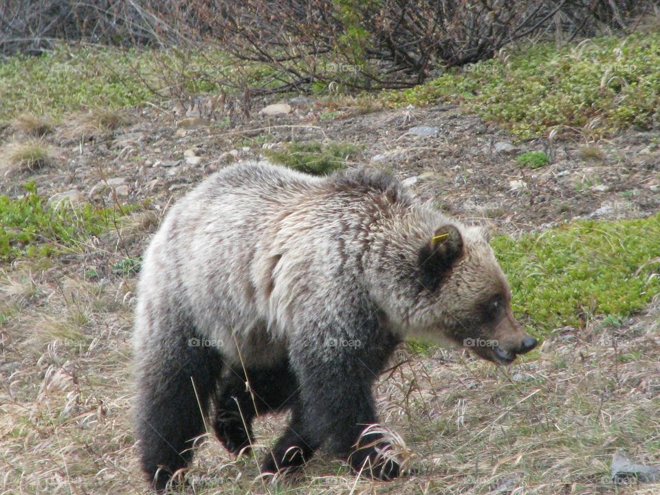 Grizzly bear in Kananaskis