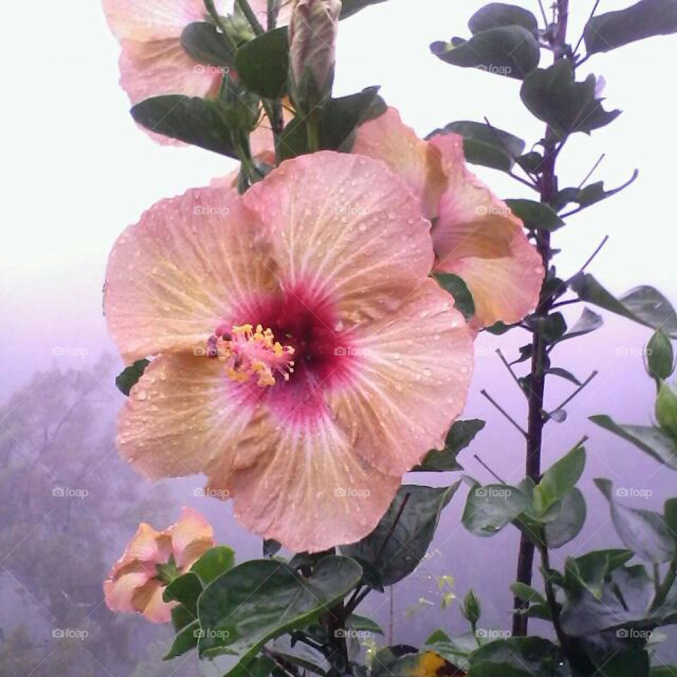 Early morning jog, natures view of a pink hibiscus flowers in the fog