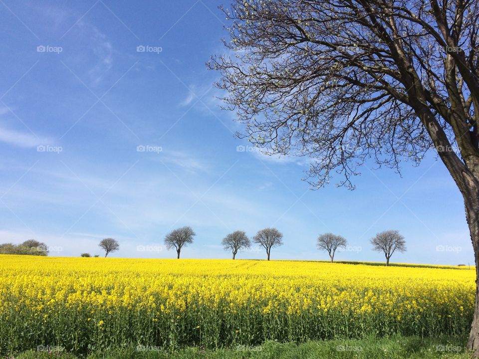 Rapeseed fields in yellow