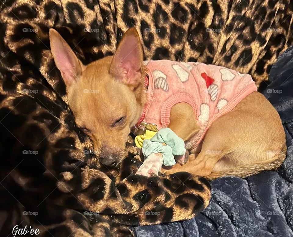 Glam with four paws #girldog🎀