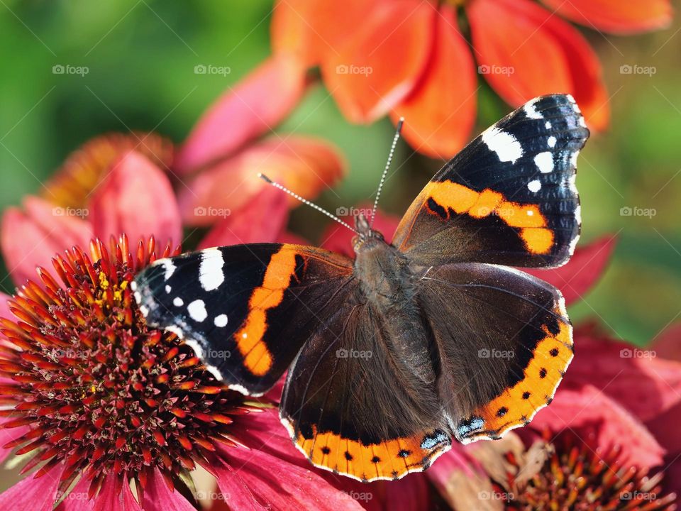 Close-up of red admiral butterfly