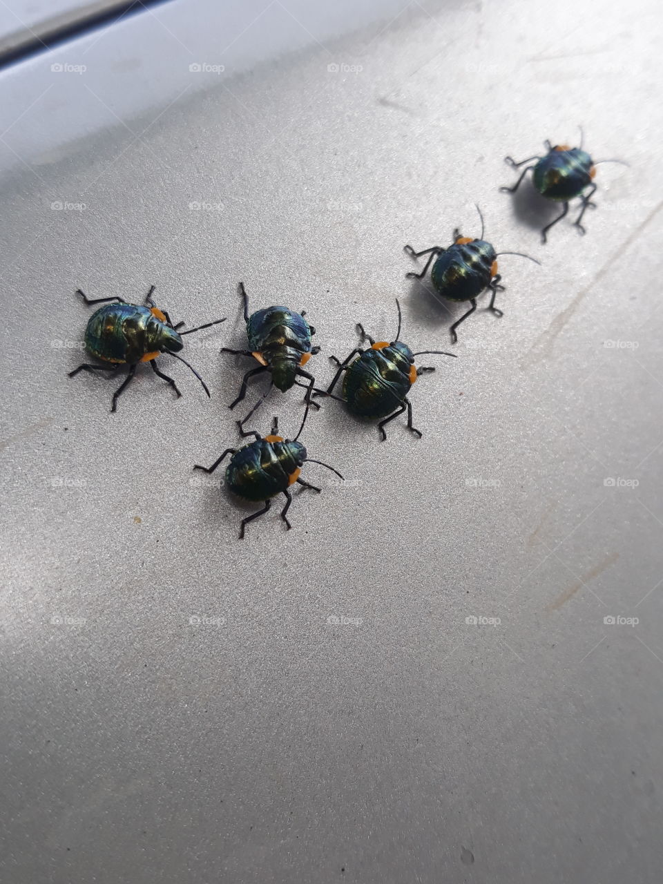 beetles on the march.
