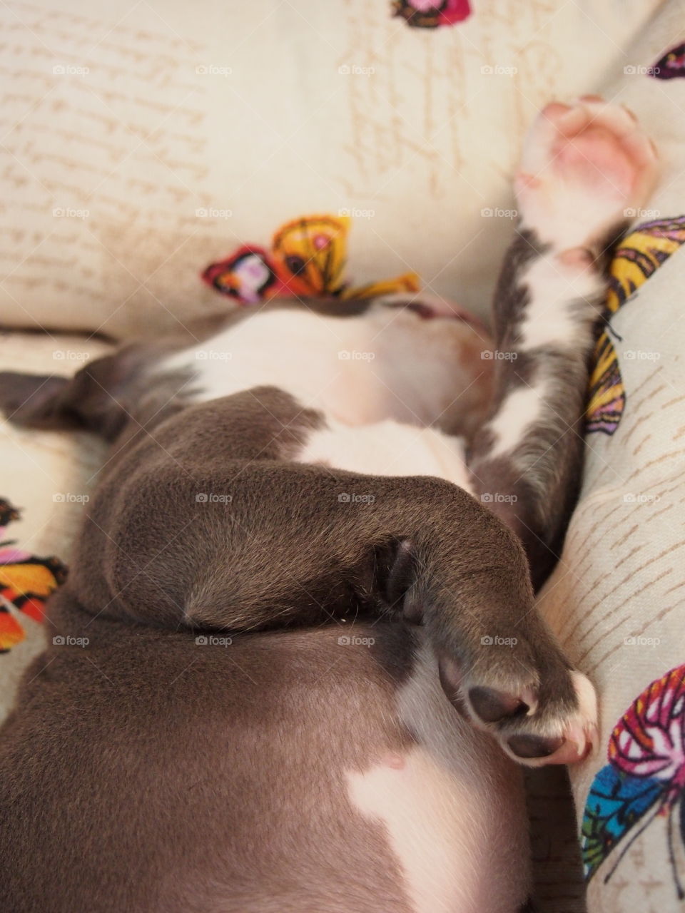 Close-up of puppy sleeping