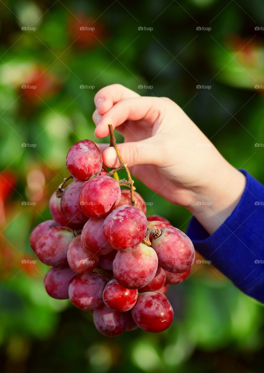 Boy holding bunch of grapes in hand