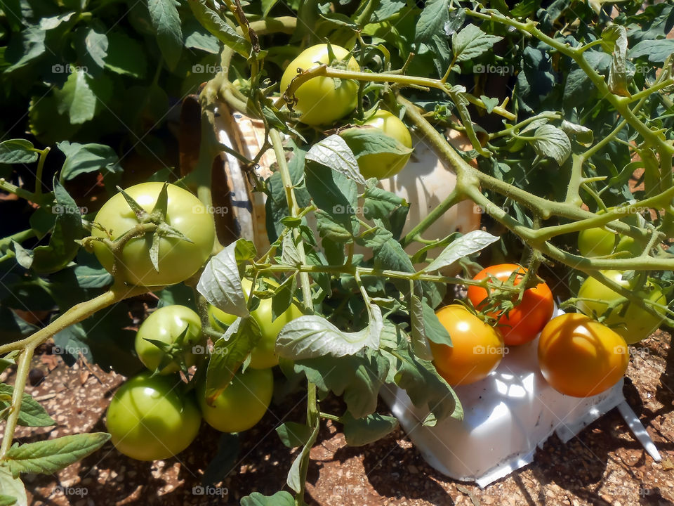 Potted Organic Tomatoes