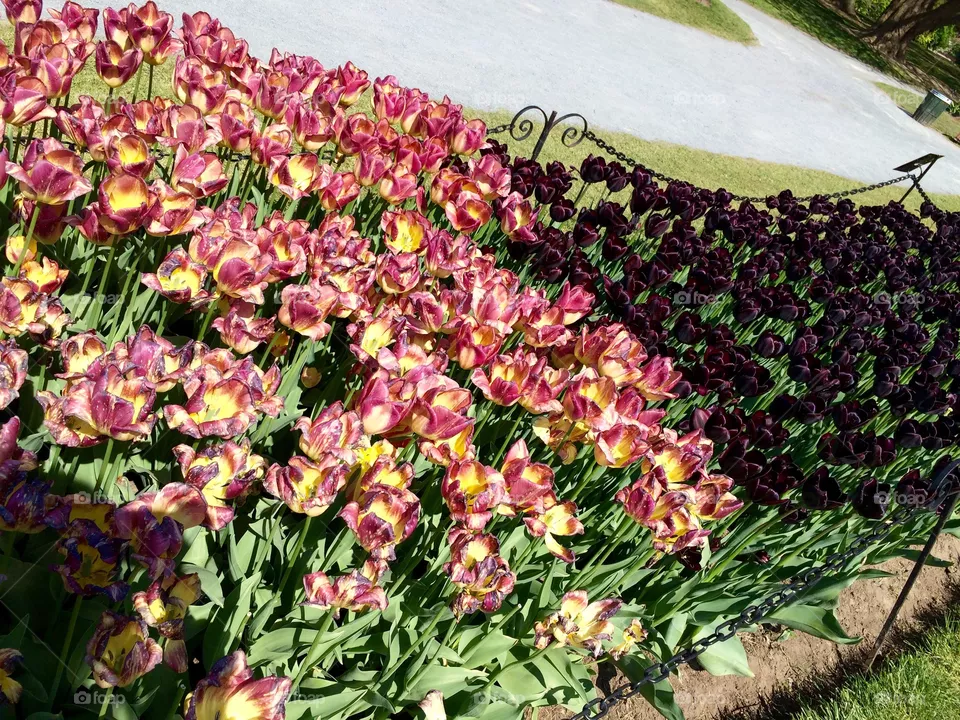 Tulip Fest