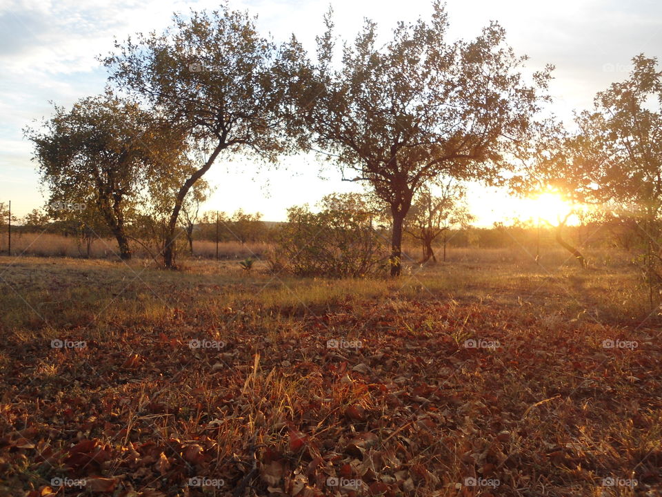 sunrise. sunrise on game farm