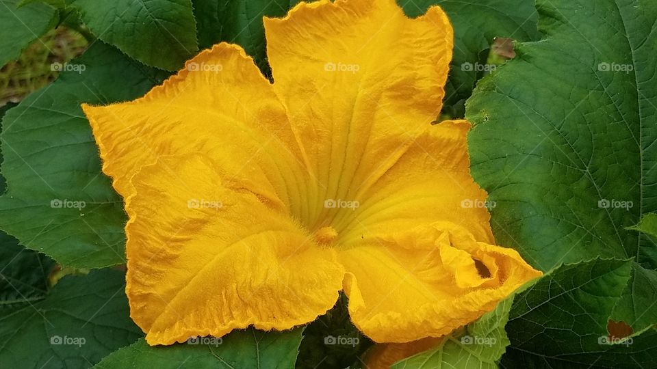 pumpkin plant bloom