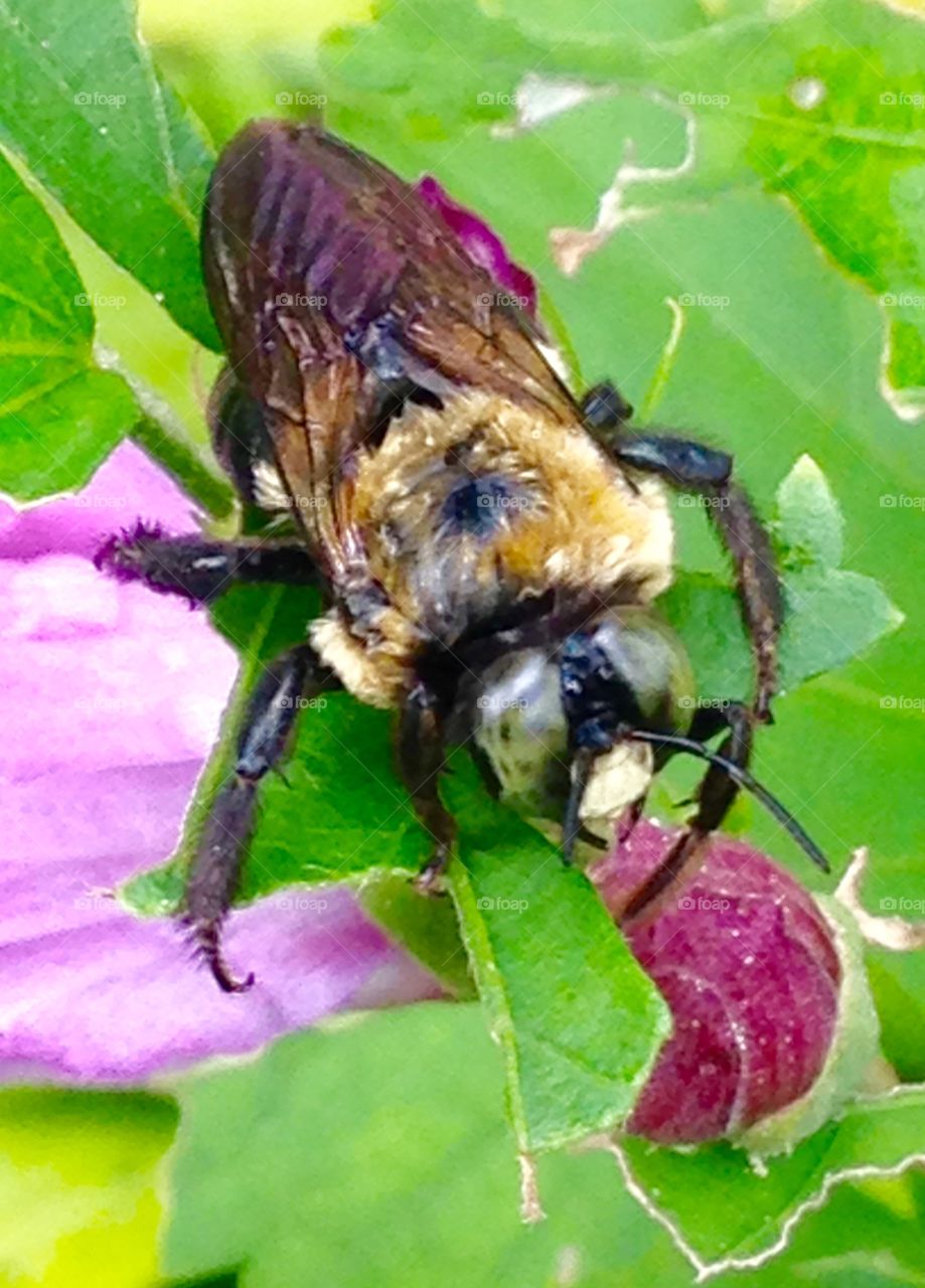 Serious bee