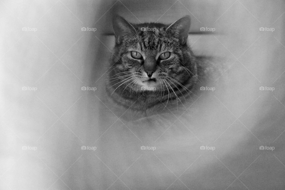 Portrait of a cat photographed through a ball of yarn