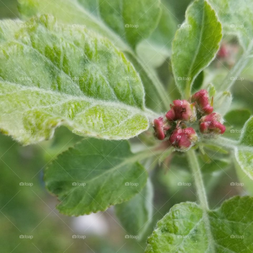 apple tree in spring