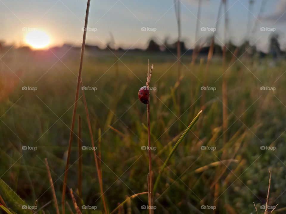 Coccinella septempunctata, the seven-spot ladybird (or, in North America, seven-spotted ladybug or "C-7")