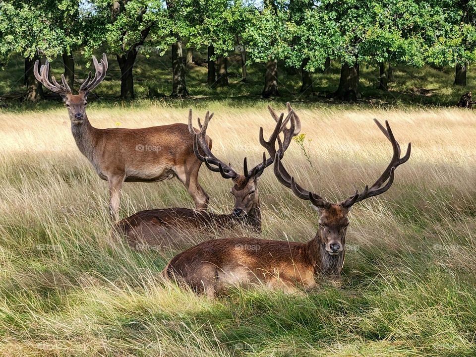 Chilling deer