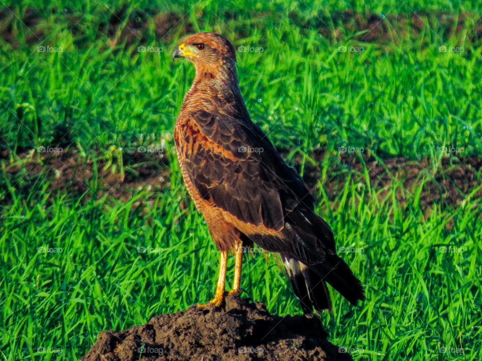 Gaviao Caboclo tomando conta de seu território