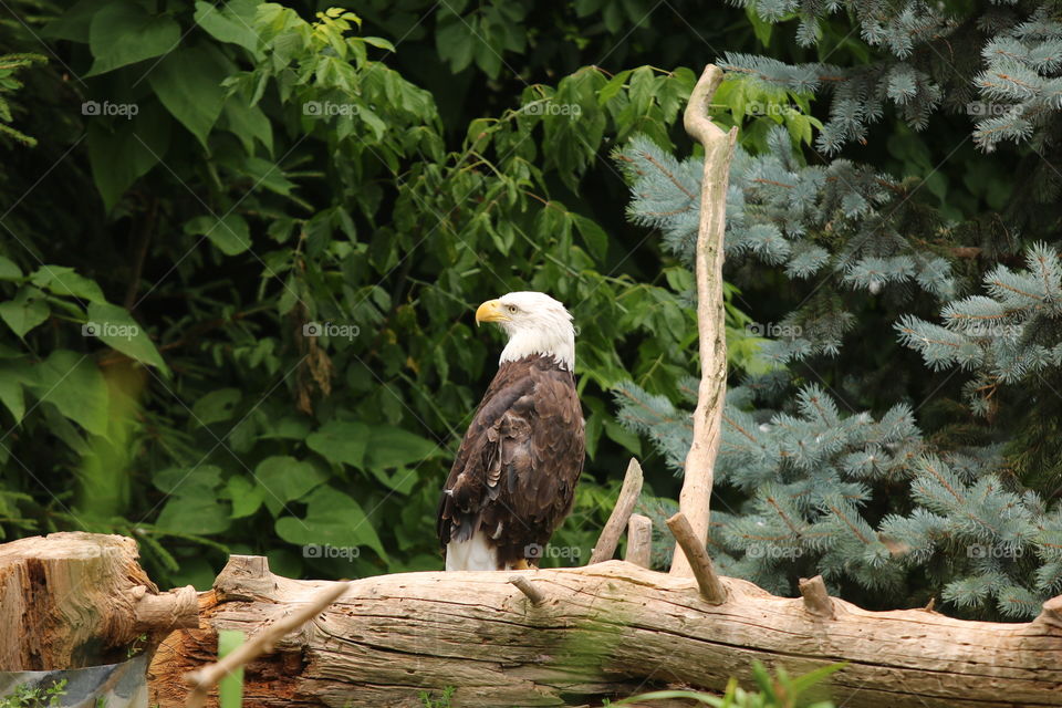 Bald Eagle resting