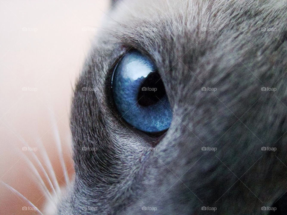 clear cat eye look by Lan