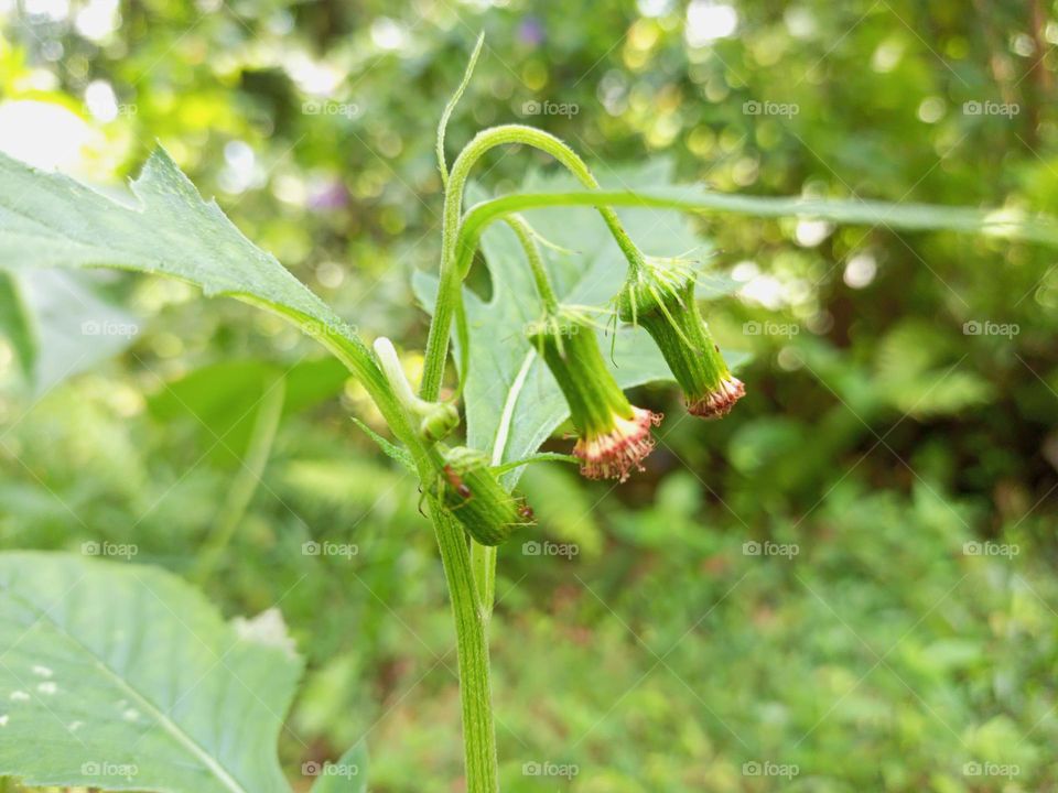 Crassocephalum crepidioides is a species of annual herb in the family Asteraceae. They have a self-supporting growth form. They are native to Afrotropics. They have simple, broad leaves. Flowers are visited by Bocchoris inspersalis, Seladonia, and Sm