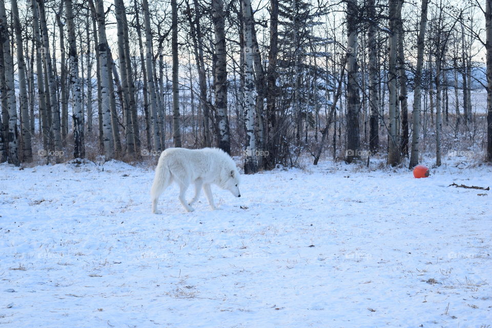 White Wolfdog 