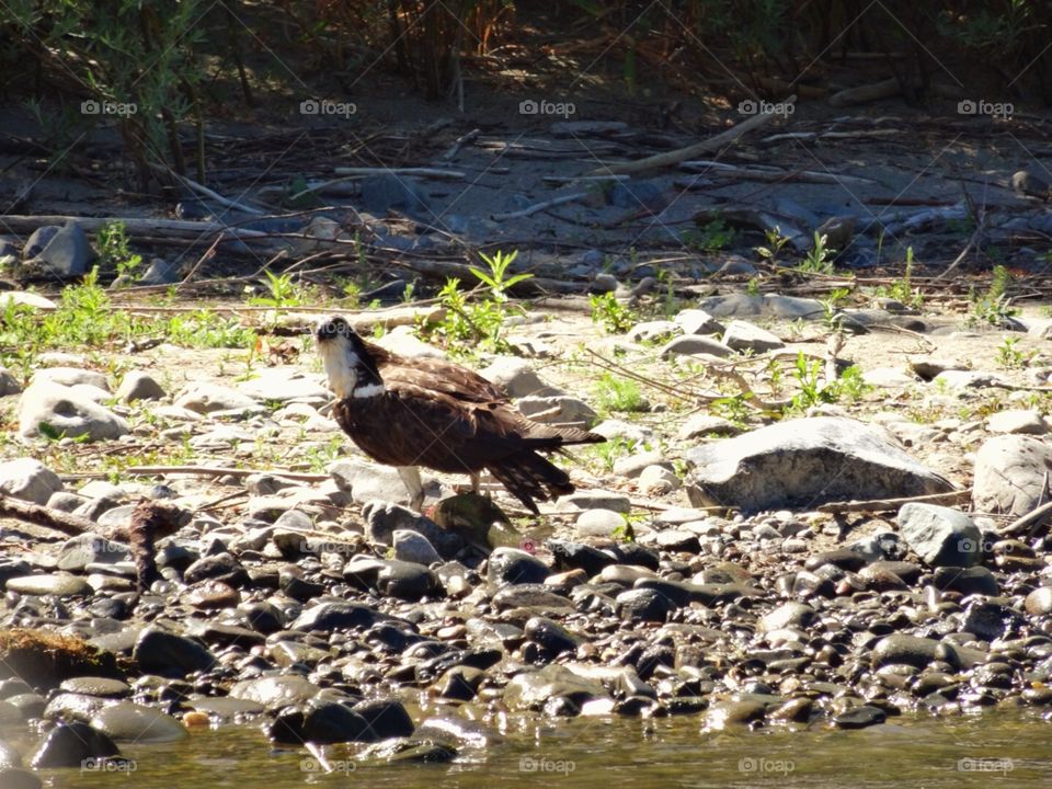 Oregon, Rogue River, osprey