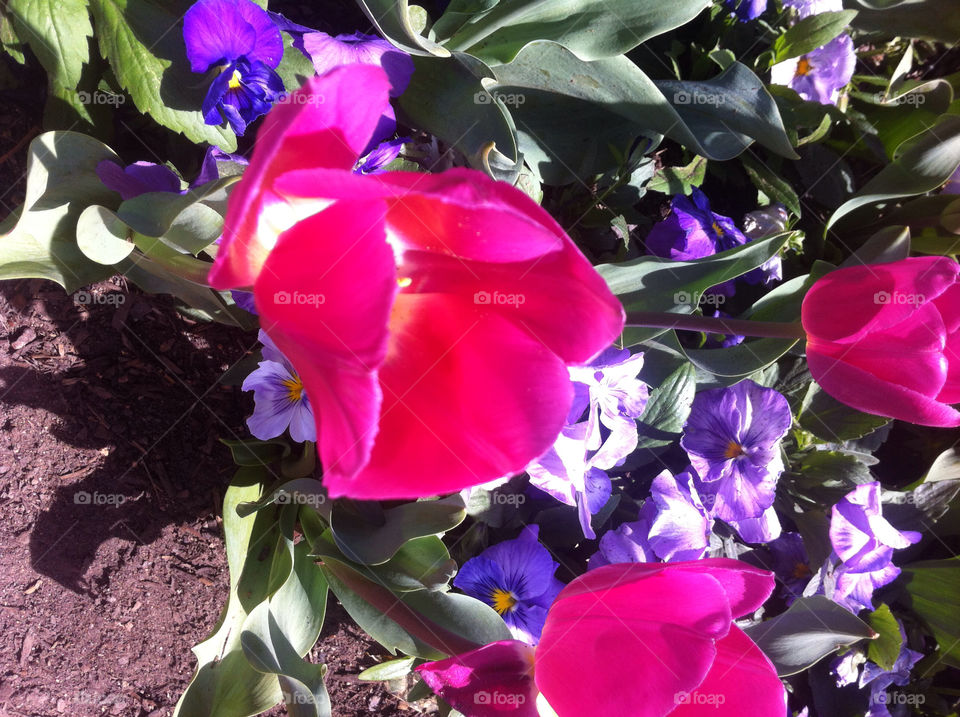 spring pink sunny australia by splicanka