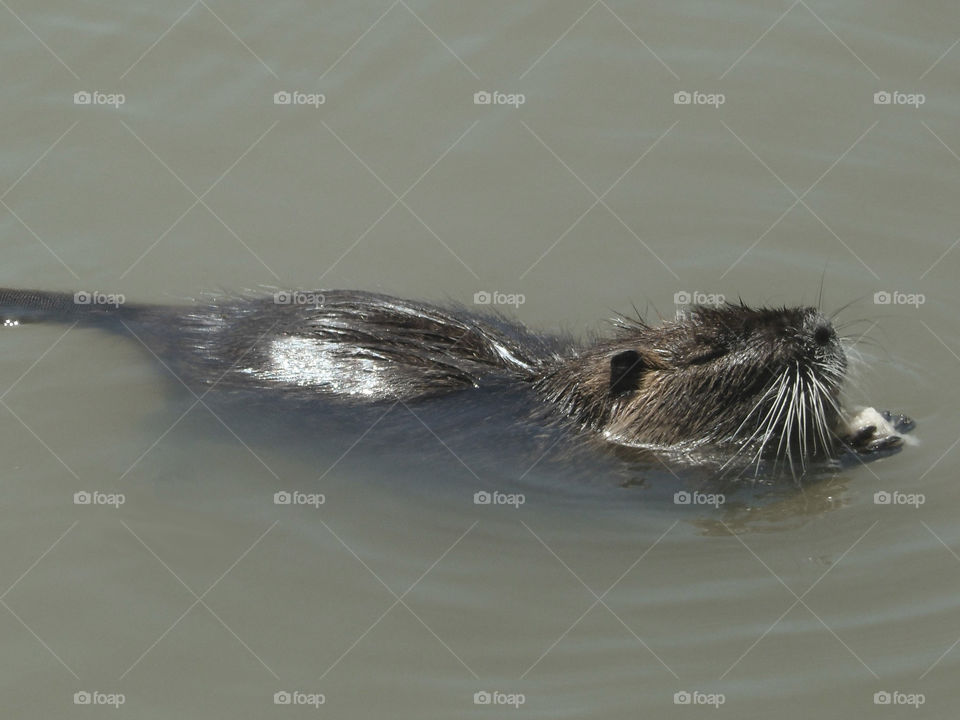 Nutria swimming and eating in France