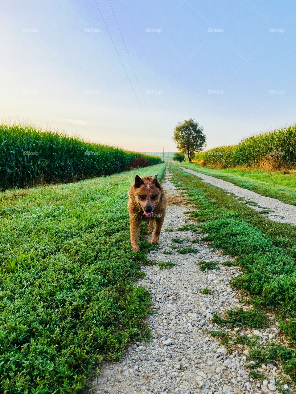 Low-level view of an Australian Cattle Dog / Red Heeler walking down a country lane with lush grass and cornfields on either side