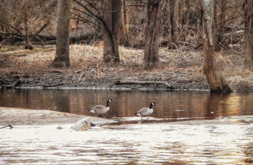 Two ducks walk along a sandbar in Michigan river at sunset near the riverbank that is filled with brush and trees.