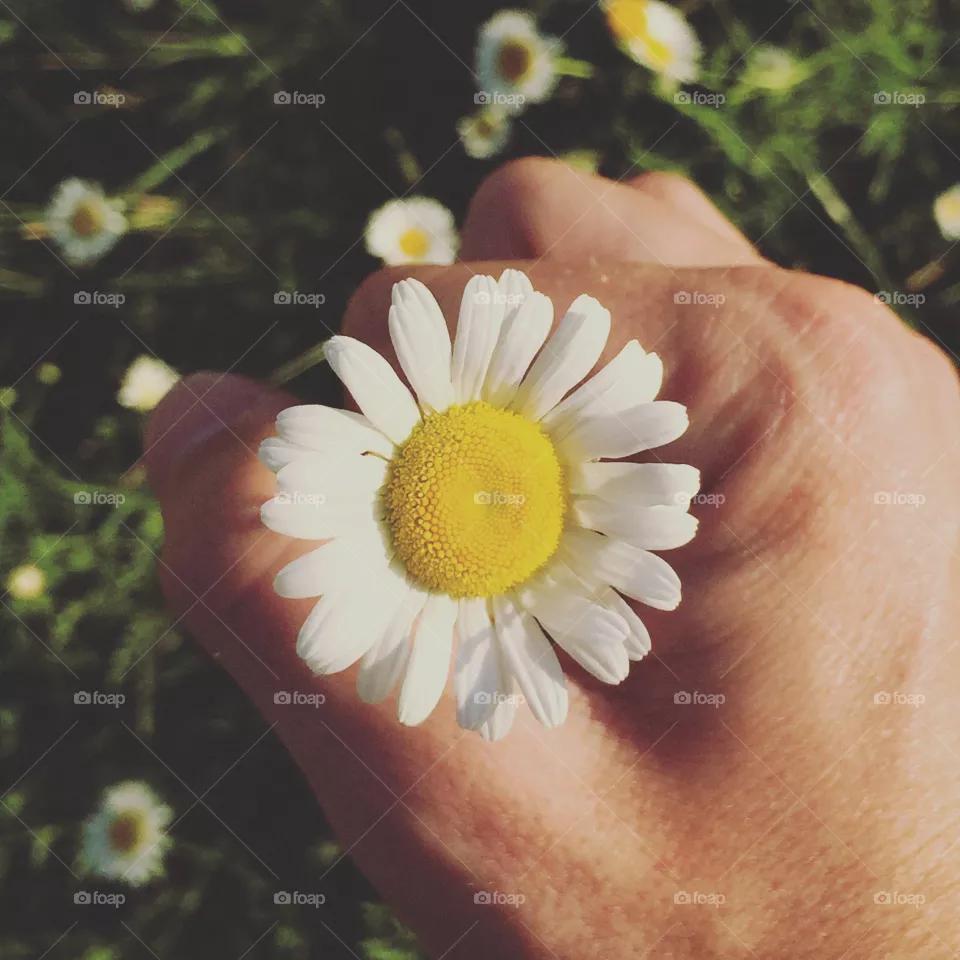 Flower, Nature, Beautiful, Summer, Color