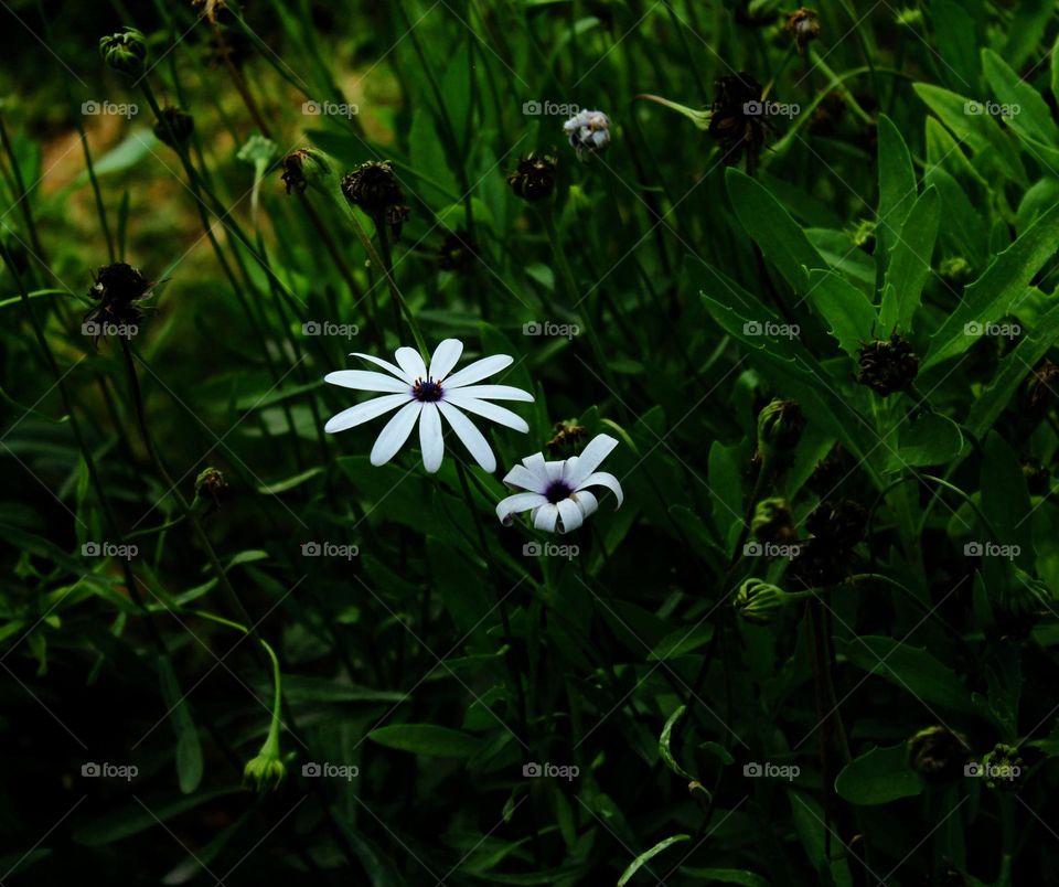 Two exquisite white flowers amidst lush greenery in a serene park, capturing the essence of natural elegance and beauty.