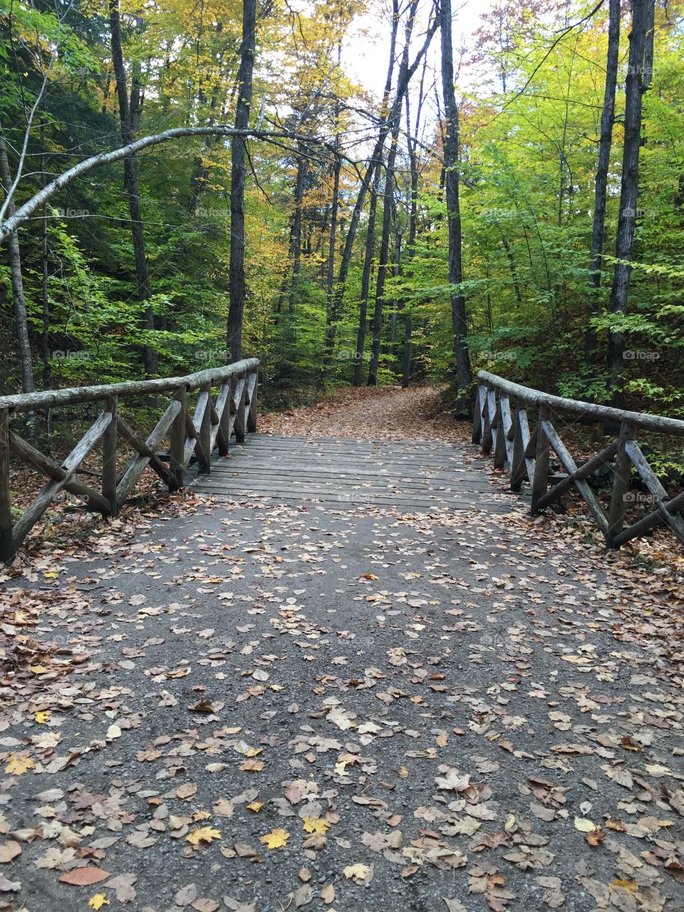 Gatineau Park fall bridge