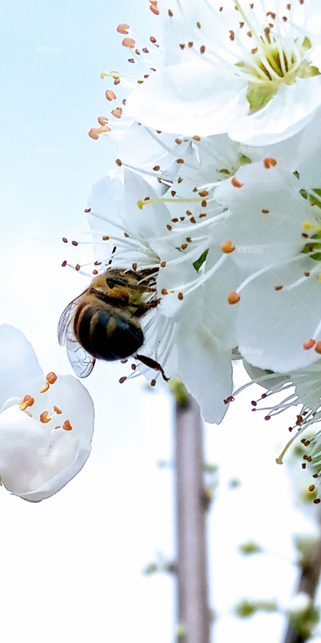 The morning Bee pollinating the cherry flower.