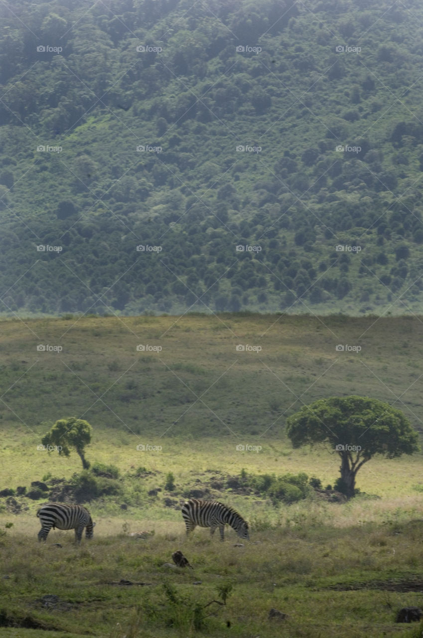 Zebras in the mountains of Tanzania Africa.