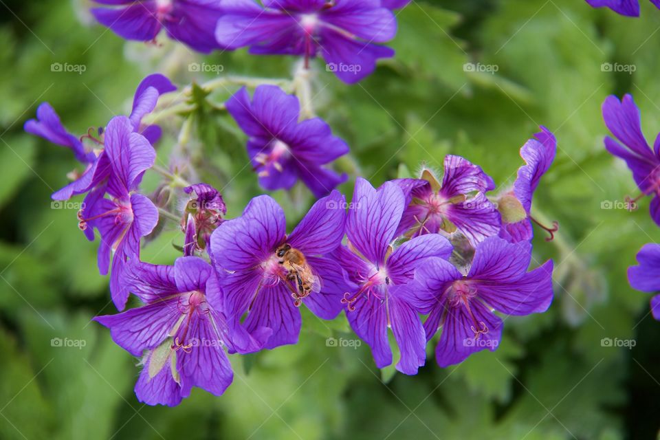 Midsummer flowers (geranium sylvaticum . Midsummer flowers (geranium sylvaticum 