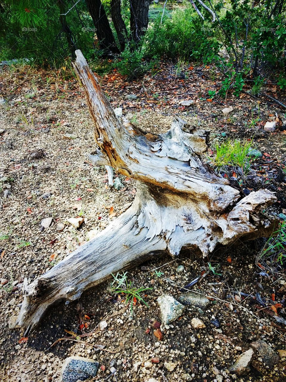 Dead wood