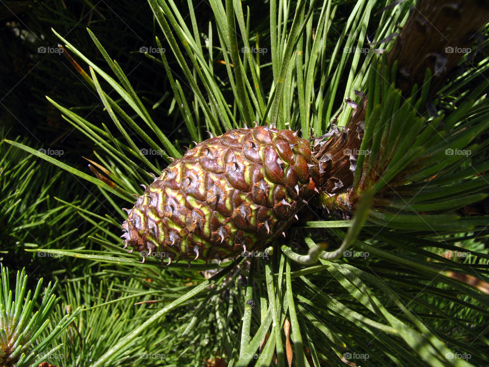 pinecone