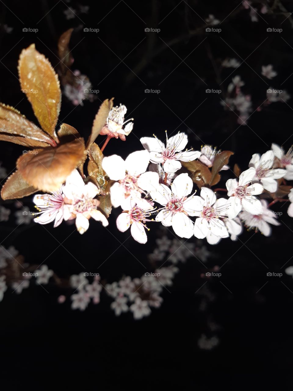 apricot blossoms