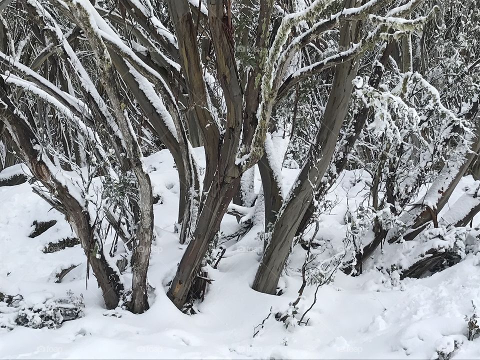 View of the trees with snow in winter at Mt Baw Baw