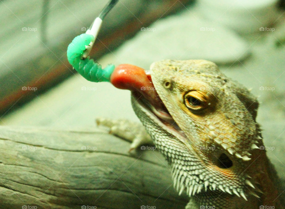 Hey its not just the humans who like to eat! My Bearded dragon,Stormy, loves his big blue-green hornworms. Its his fav treat and will crash into the glass when he sees me approaching. Spoiled dragon likes to be hand fed too! 🐉