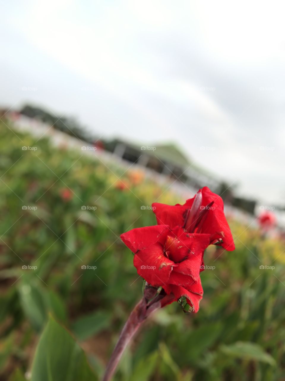 flowers menyejukan mata