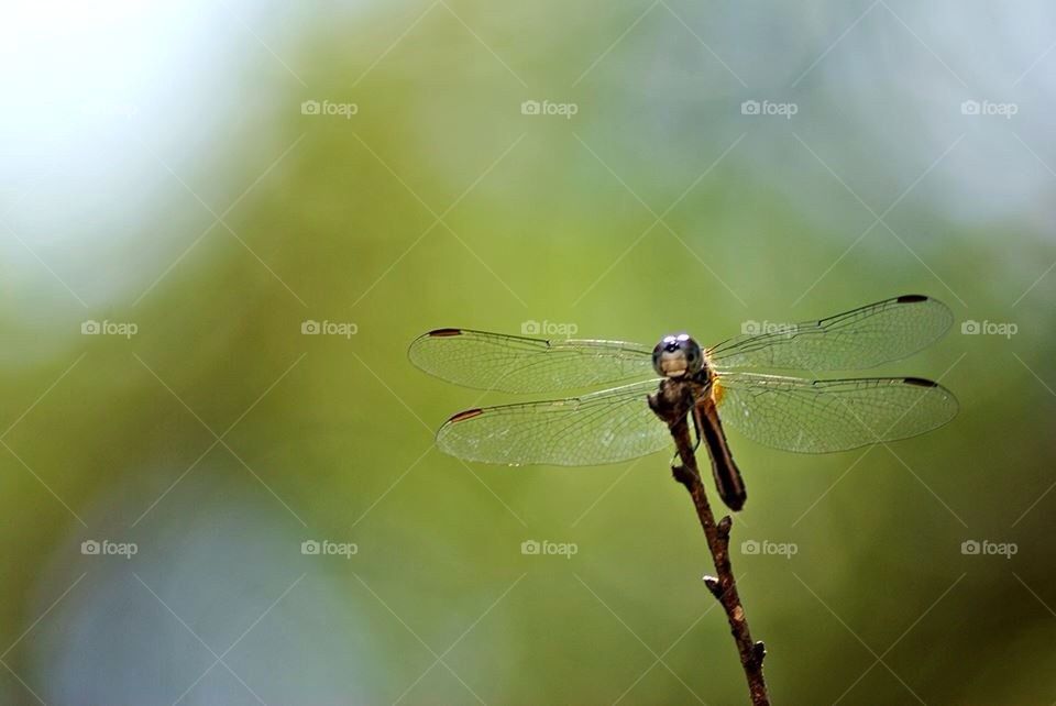 Dragonfly